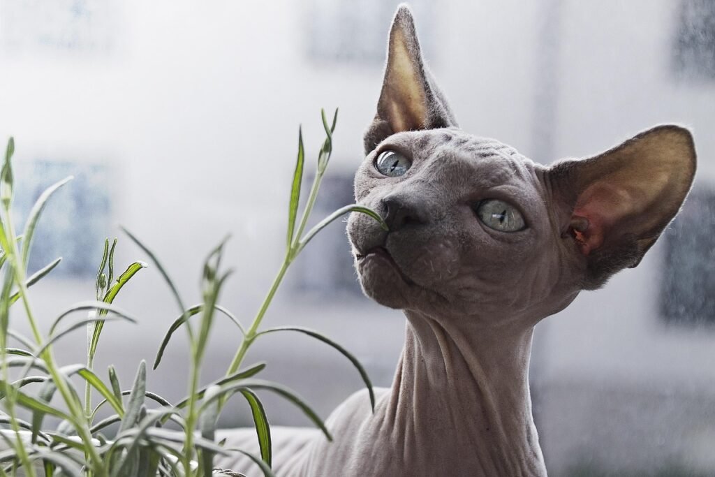 animal, cat, feline, hairless, nature, pet
