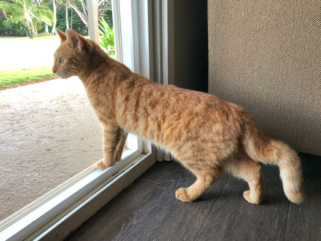 This young boy with a kinked tail let himself