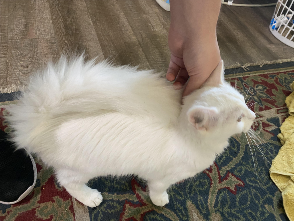 cat tail lay flat on her back
