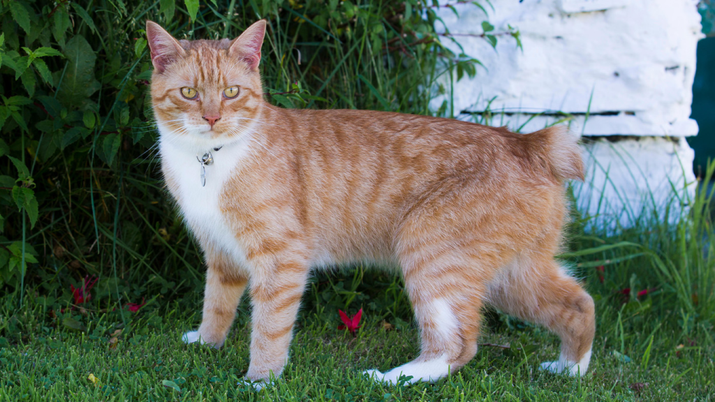Manx cat: Breed profile and information