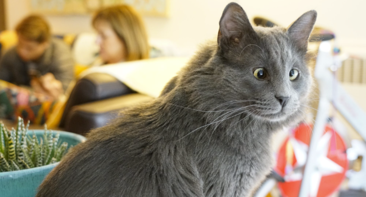 Belarus the Cat was rescued from San Francisco Animal Care & Control in June 2018