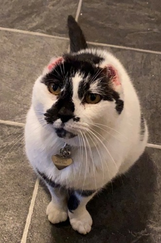 Dibbs the cat with ear tips removed due to sun damage