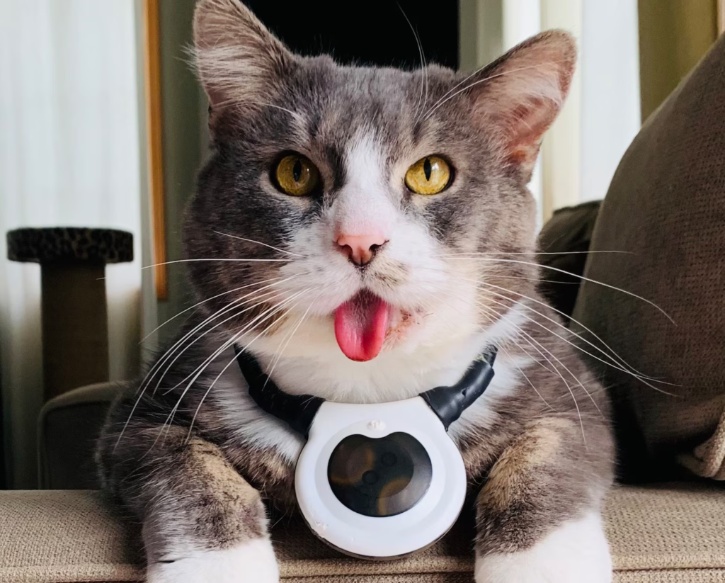 Rescued from a hot car, Hercules the cat is now a Target model