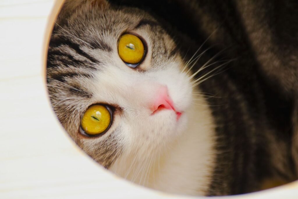 Cute kitten with bright yellow eyes peeking curiously through a small hole.