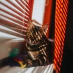 Bengal cat resting by a sunlit window with blinds casting shadows, creating a cozy atmosphere.