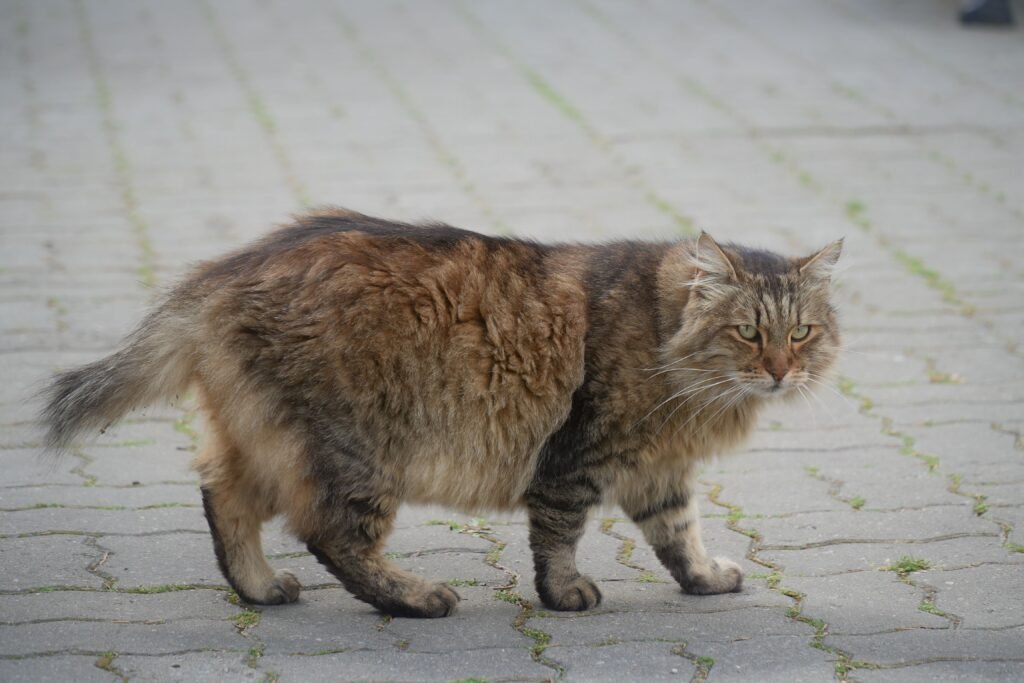 A fluffy Maine Coon cat with brown fur walking on a paved path outdoors.