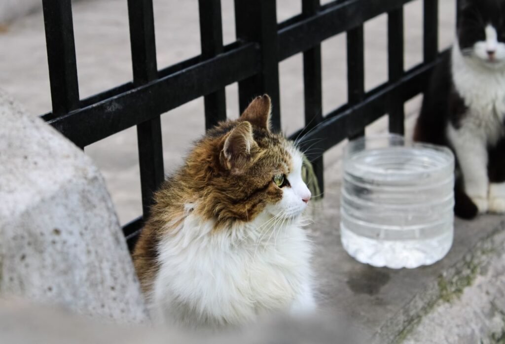 Two domestic cats sitting by a black metal fence with water container.