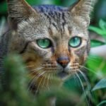 Close-up shot of a wild cat with striking green eyes in its natural habitat.