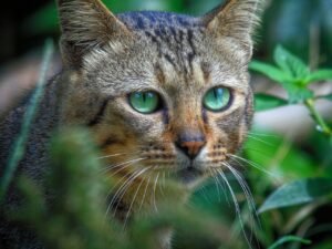 Close-up shot of a wild cat with striking green eyes in its natural habitat.