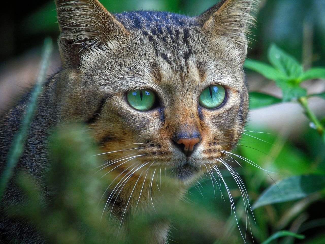 Close-up shot of a wild cat with striking green eyes in its natural habitat.