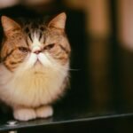 Close-up portrait of an adorable Exotic Shorthair cat indoors with captivating expression.