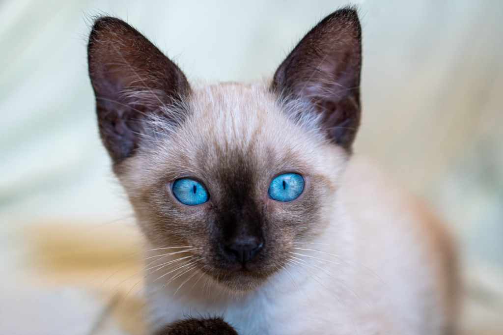 Adorable siamese kitten with striking blue eyes and soft fur portrait.