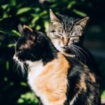Cute fluffy cats with ornamental fur resting on pathway near bright shrubs in sunlight