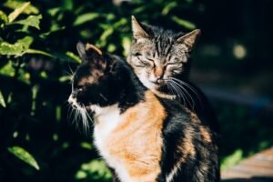 Cute fluffy cats with ornamental fur resting on pathway near bright shrubs in sunlight