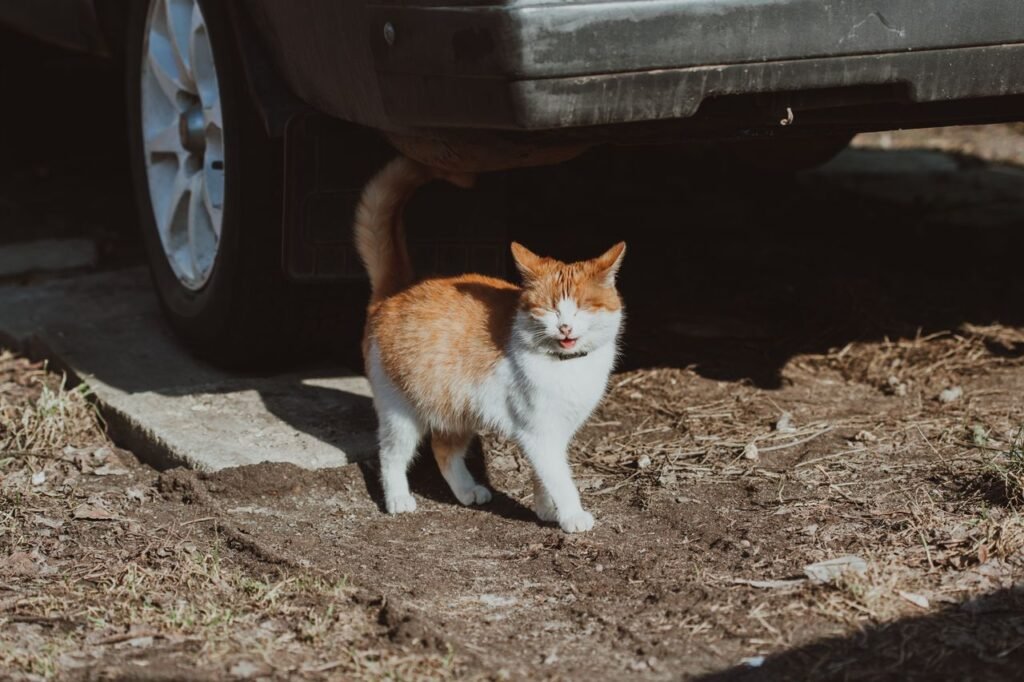 Charming orange and white tabby cat basking in sunlight under a parked car.