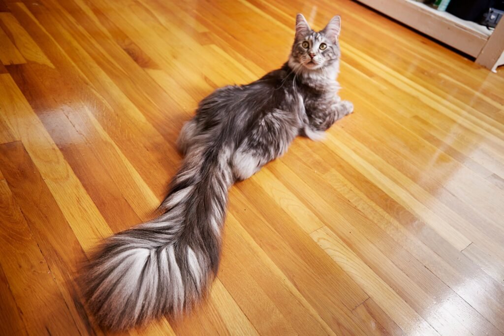 cat named Cygnus from Michigan, USA