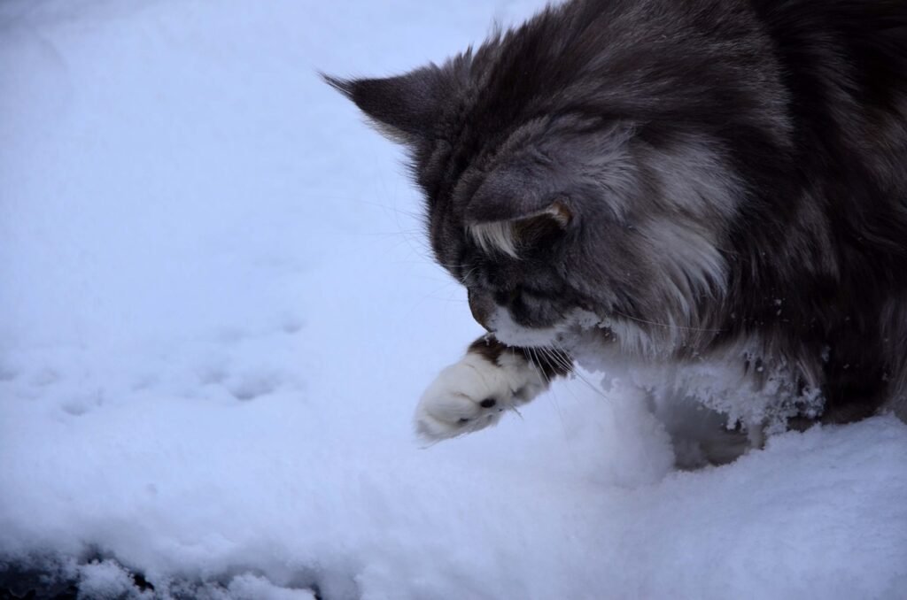 Fluffy Maine Coon cat licking a snow-covered paw in the winter outdoors, surrounded by a snowy natural environment