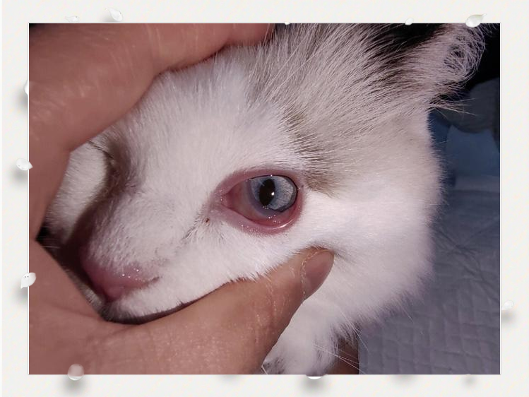 a Red Eye in Cat