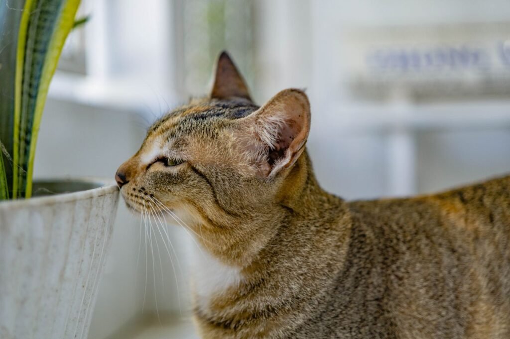 A tabby cat curiously sniffs a potted plant indoors, showcasing its playful nature.
