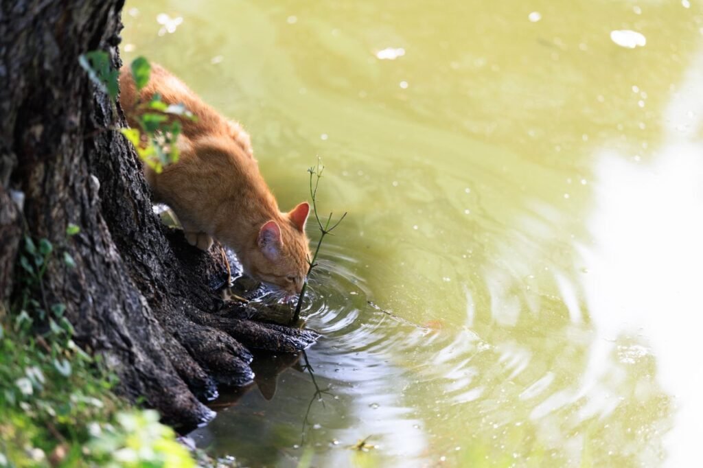 A ginger cat leans over a pond's edge, drinking water gracefully on a sunny day.