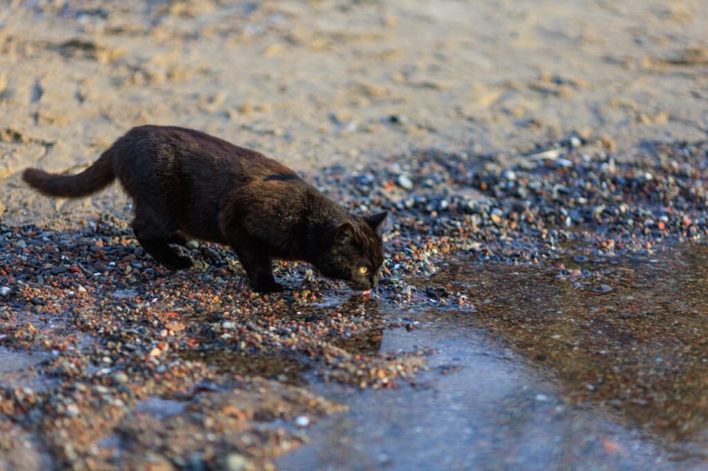 A black cat drinking from a small river by a pebbly shore under a clear sky.