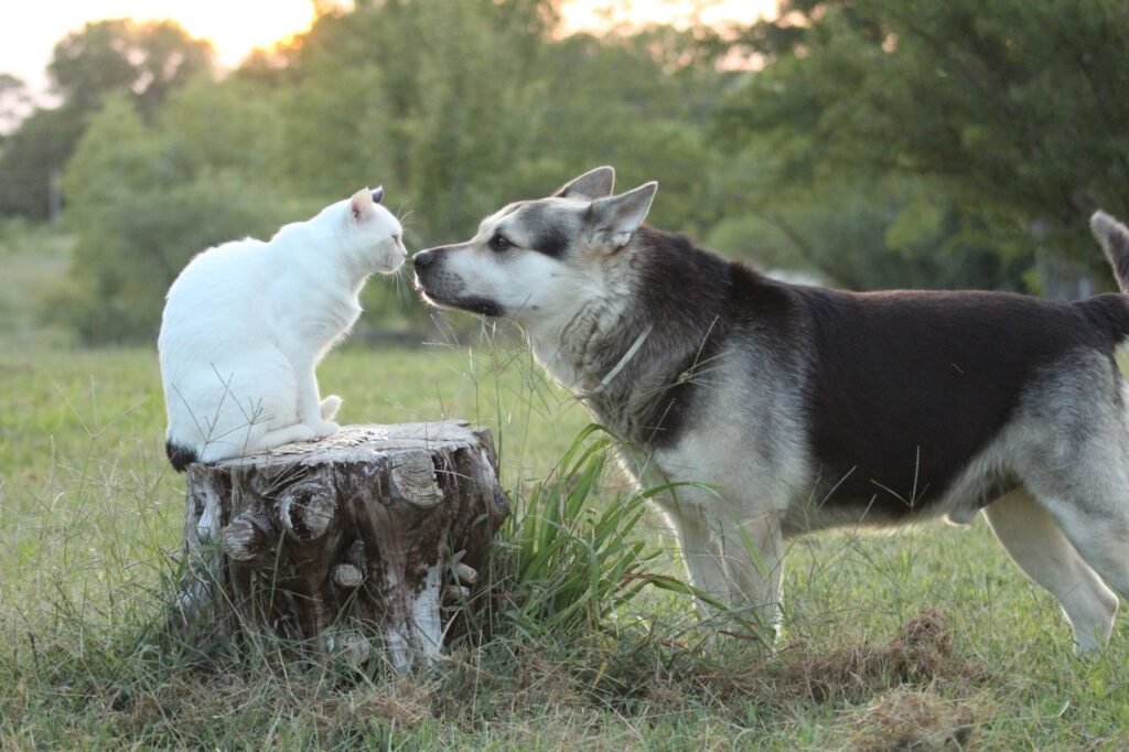 A dog and cat interact outdoors on a tree stump during a peaceful day.