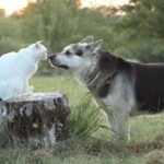 A dog and cat interact outdoors on a tree stump during a peaceful day.