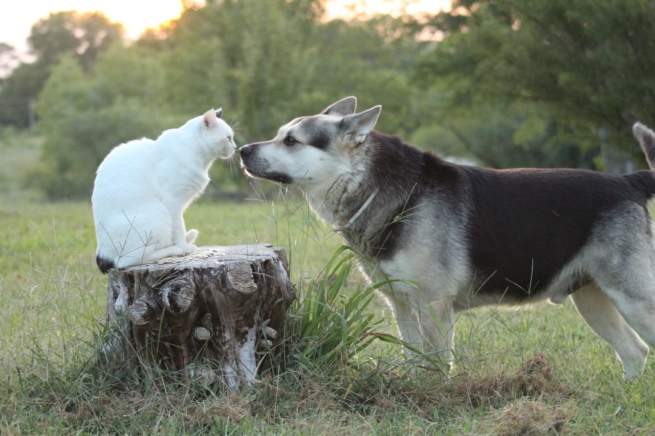 A dog and cat interact outdoors on a tree stump during a peaceful day.