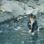 A calico cat sits on ice next to a stone wall, surrounded by fallen leaves.