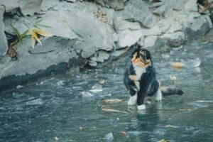 A calico cat sits on ice next to a stone wall, surrounded by fallen leaves.