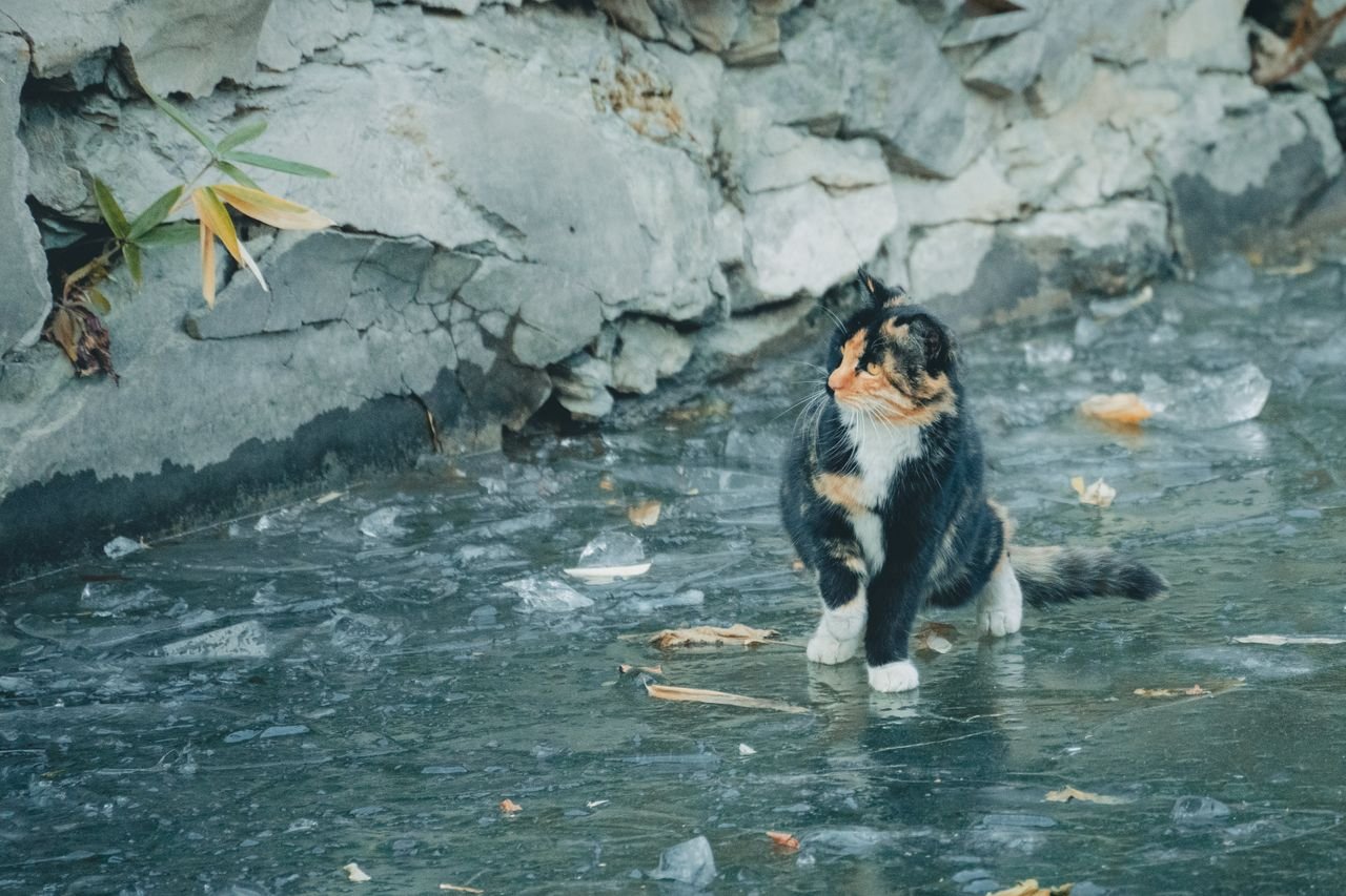 A calico cat sits on ice next to a stone wall, surrounded by fallen leaves.