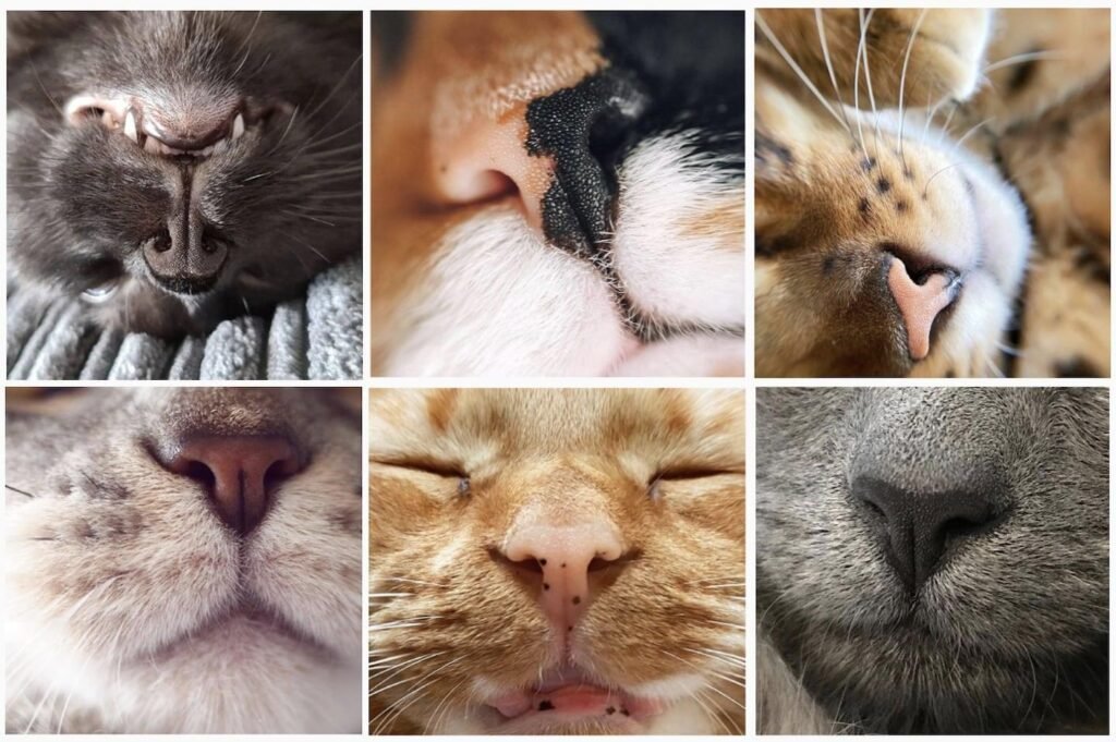 Cat Nose Colors — Black, Pink, Brown, Mottled