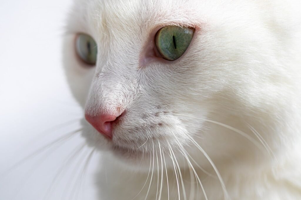 White Cat with a Pink Nose