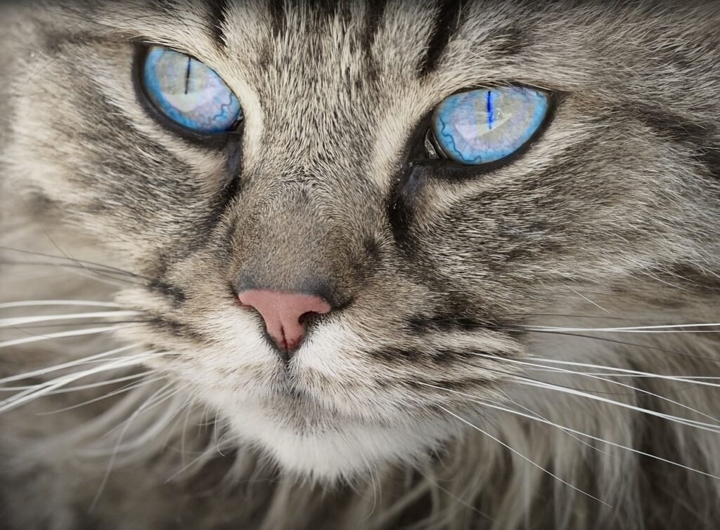tabby cat with a brown nose