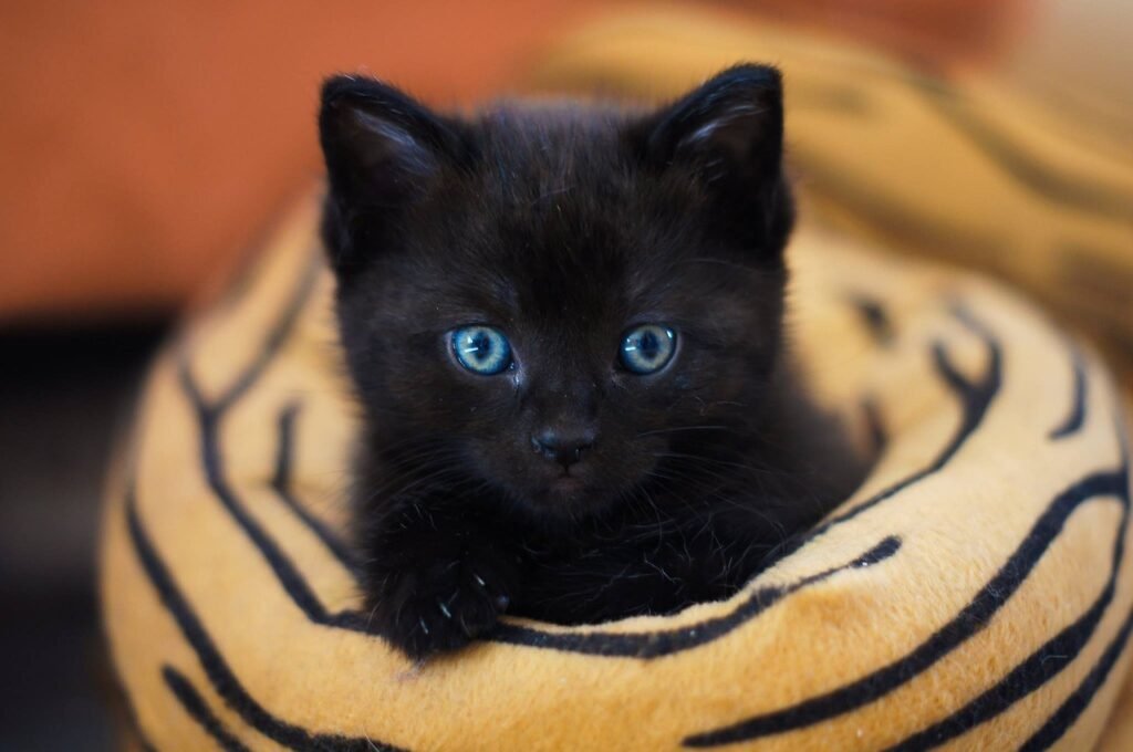 cute kitten, black cat with black nose