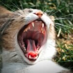 Close-up of a yawning cat showing sharp teeth against a grassy background.
