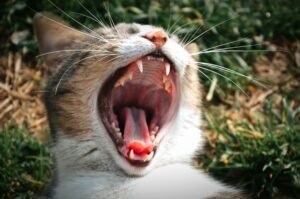 Close-up of a yawning cat showing sharp teeth against a grassy background.