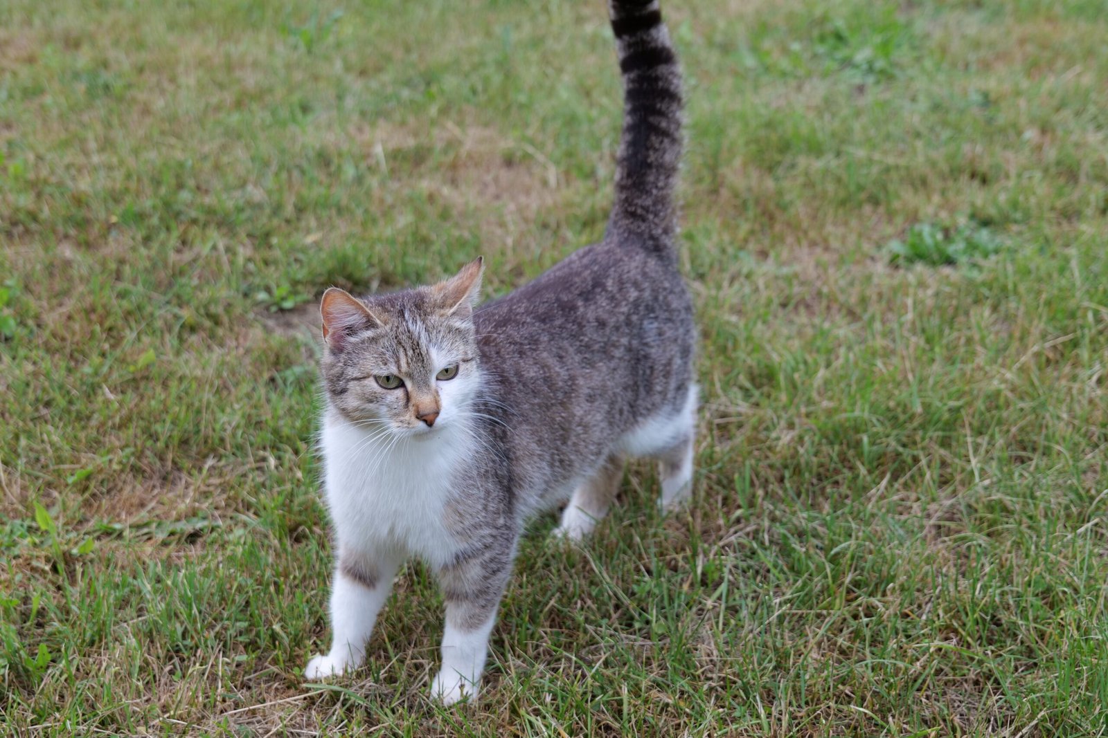 A curious tabby cat explores the lush green grass outdoors with an alert glance.