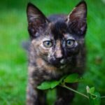 Charming tortoiseshell kitten exploring lush green grass outdoors in Sri Lanka.