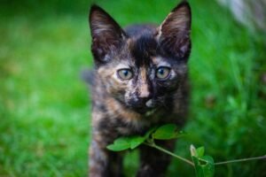 Charming tortoiseshell kitten exploring lush green grass outdoors in Sri Lanka.
