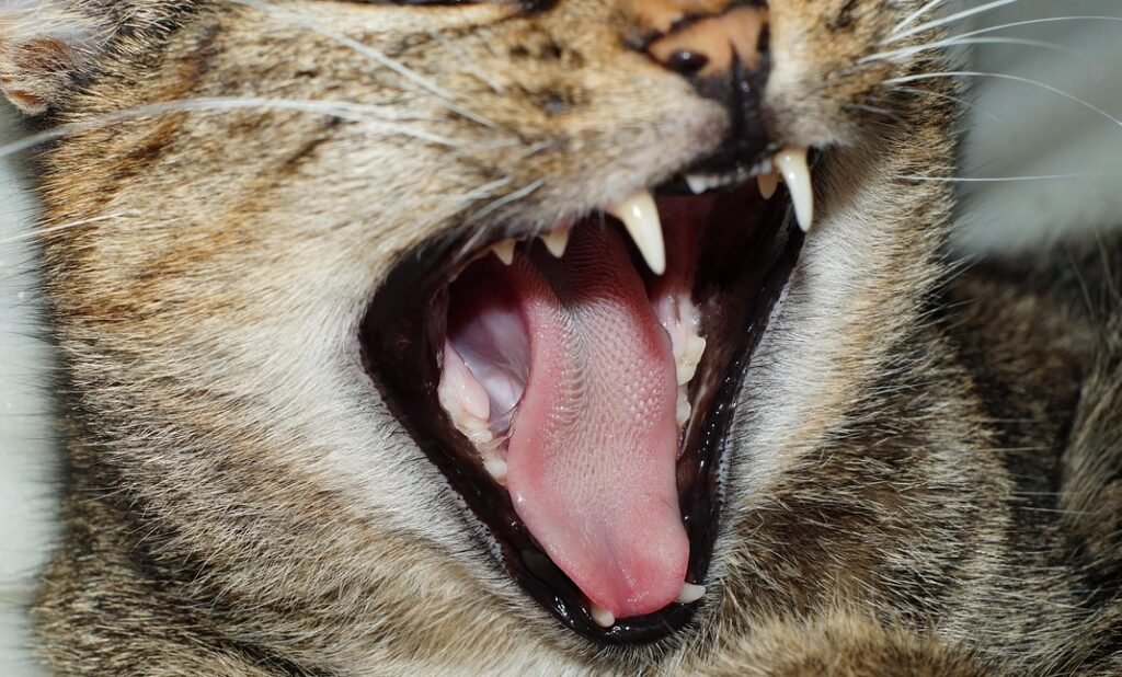 cat, animal, pet, mammal, camacho, domestic cat, cute, fun, fur, tooth, nature, tongue, fangs, predator, lie, sweet, creature, free images