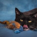 Charming black cat licking nose with a fluffy toy on blue background.