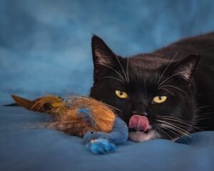 Charming black cat licking nose with a fluffy toy on blue background.